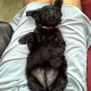 Meet your Posher, Tyler